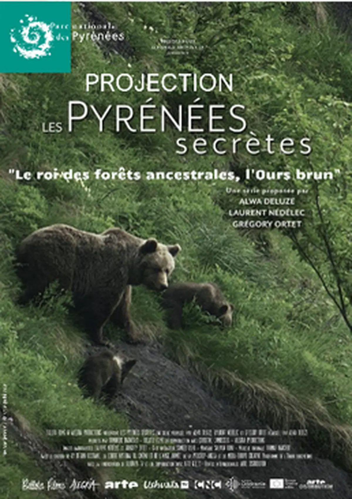 Le roi des fôrets ancestrales, l'Ours Brun