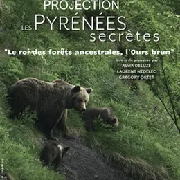 Le roi des fôrets ancestrales, l'Ours Brun