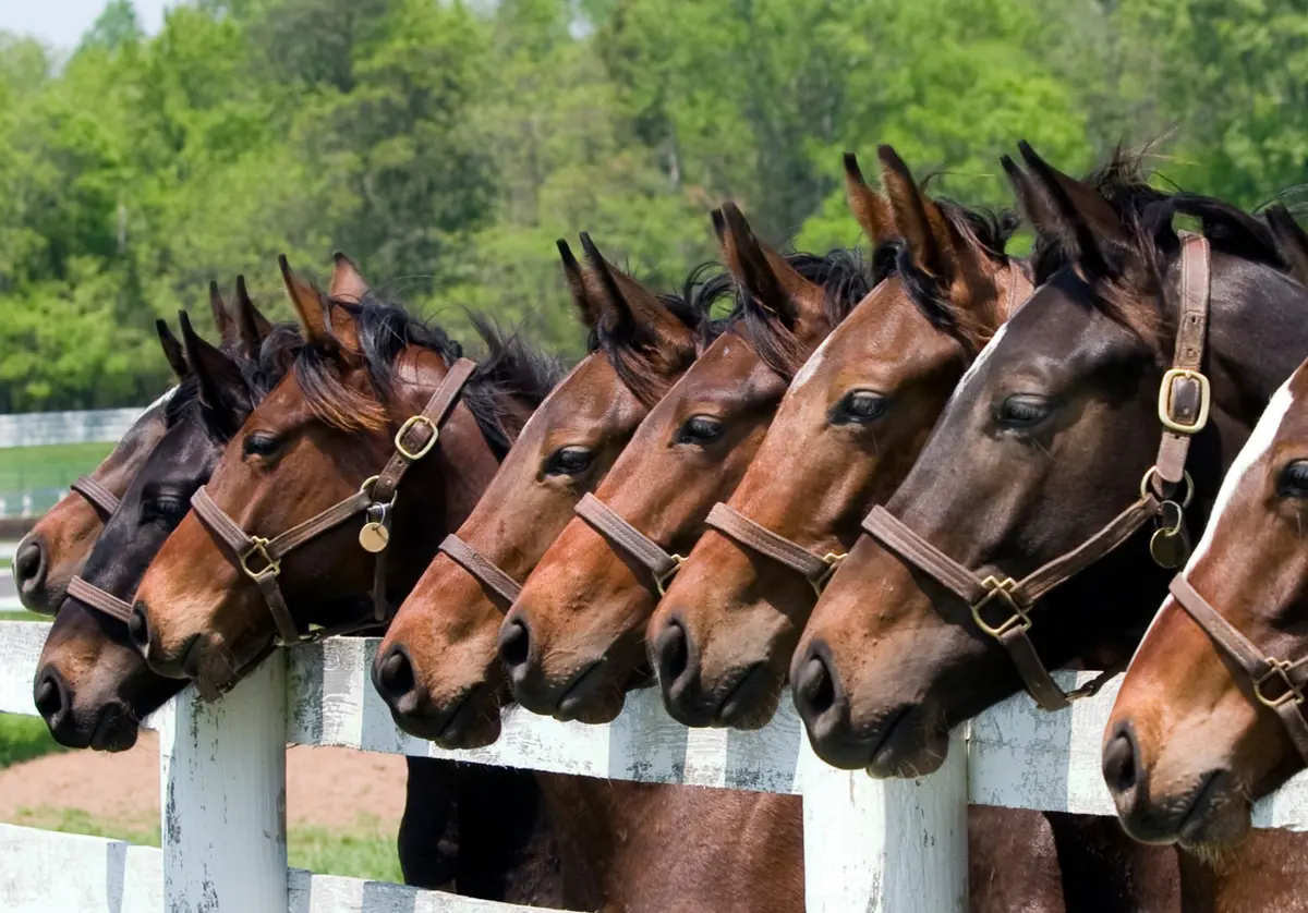 Les amis des chevaux sont réunis à Paris