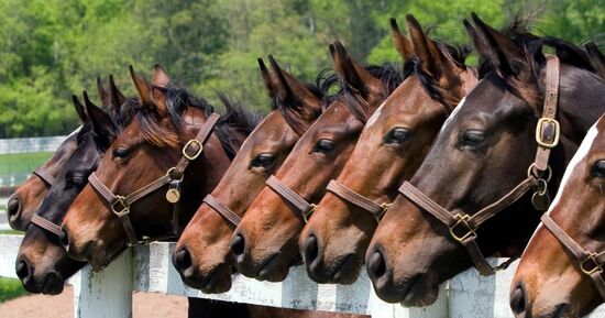 Le Salon du Cheval à Paris 2025