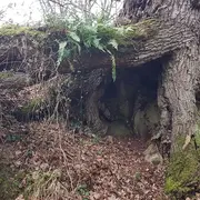 Le secret des arbres