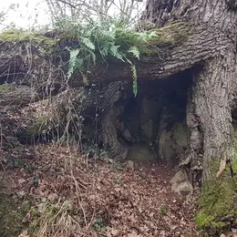 Le secret des arbres