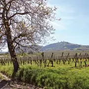 Escapade à Eguisheim