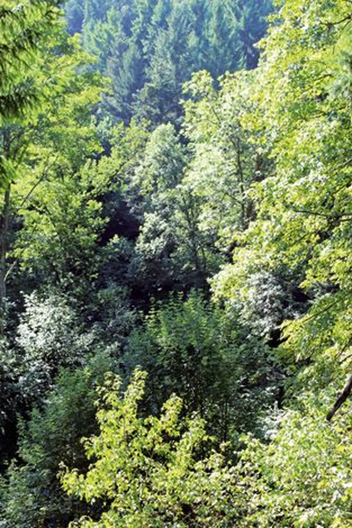 Le sentier des écureuils