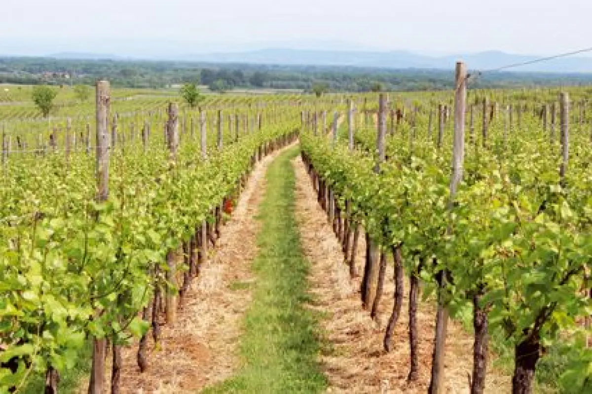 Le sentier des Grands Crus