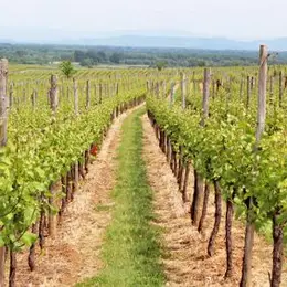 Le sentier des Grands Crus, vue imprenable sur le vignoble alsacien