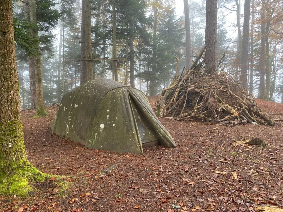 Le Sentier des Sculptures d'Alsace : un parcours d'art contemporain en forêt vosgienne