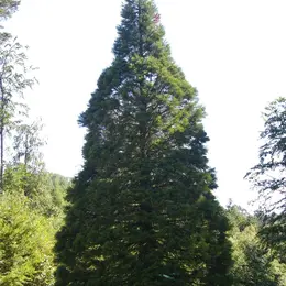 5 arbres remarquables à voir en Alsace