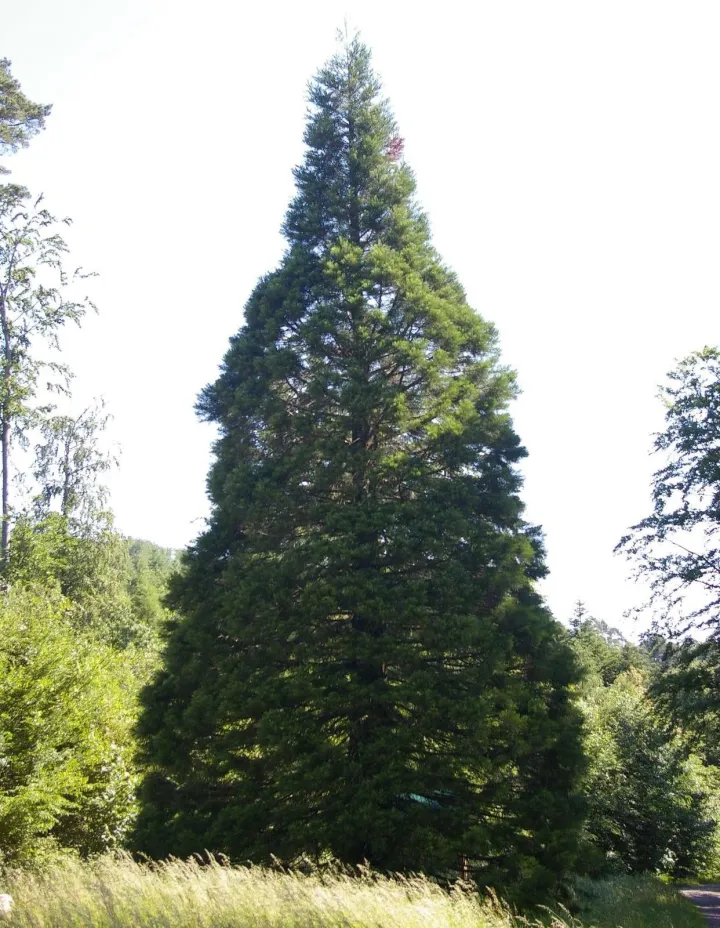 Le séquoia du Kappelbronn