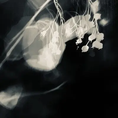 Le silence en toi : des photographies ambrotypes aux reflets argentés