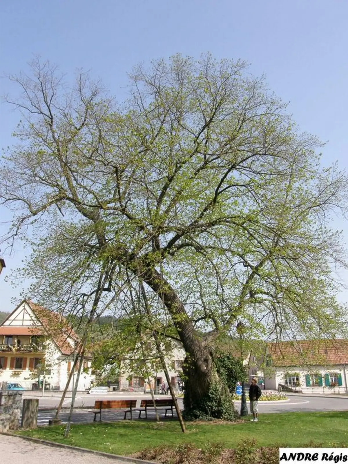 Le tilleul de Bergheim