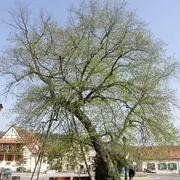 5 arbres remarquables à voir en Alsace