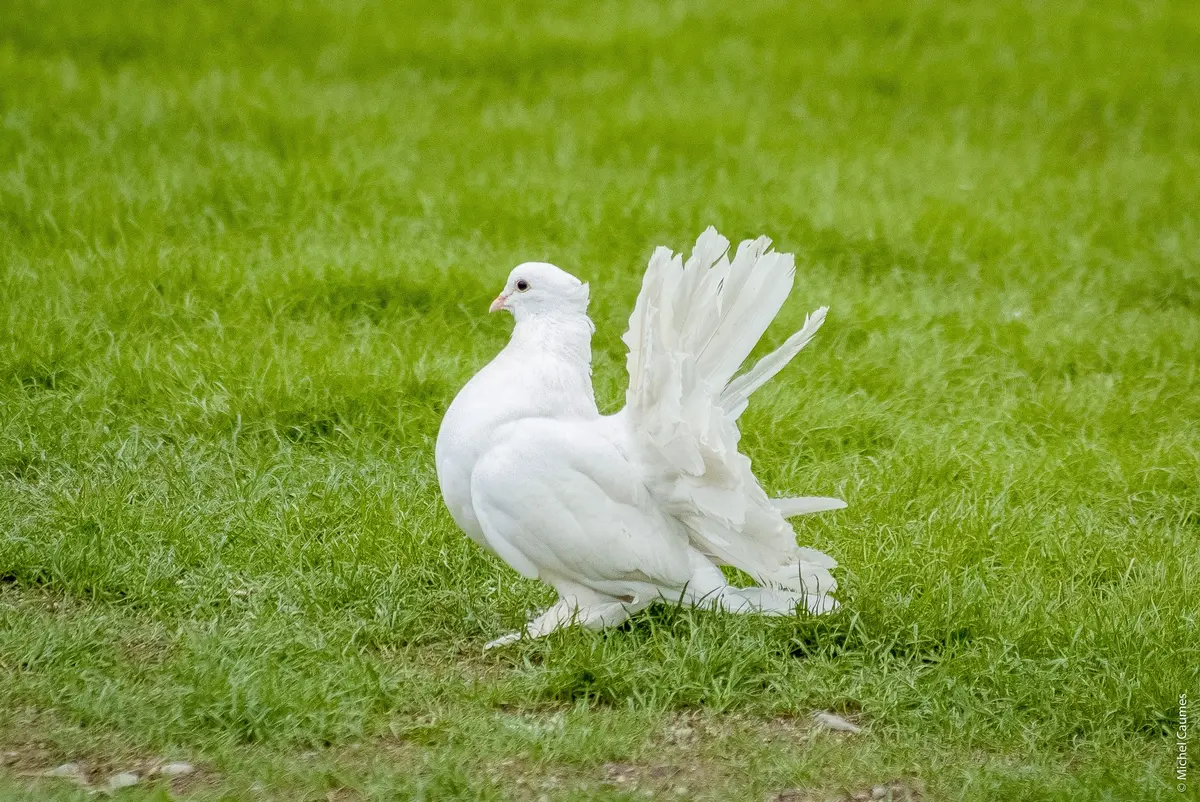 Le top 10 des attractions du Parc du Petit Prince !