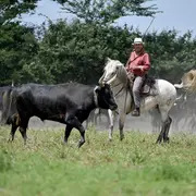 Le tour du pelot à la manade Blanc