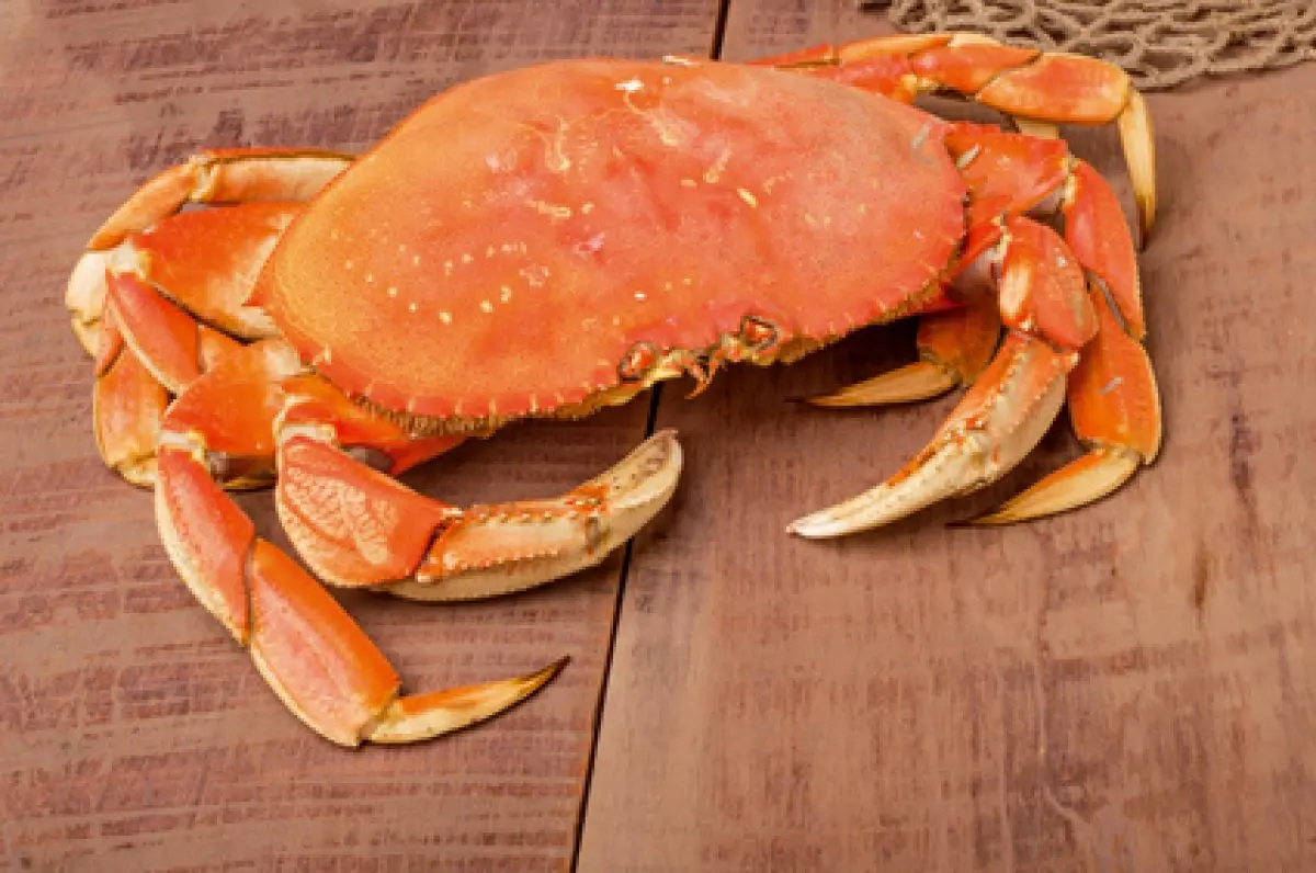 Le tourteau,  prince de la mer