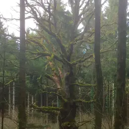 5 arbres remarquables à voir en Alsace