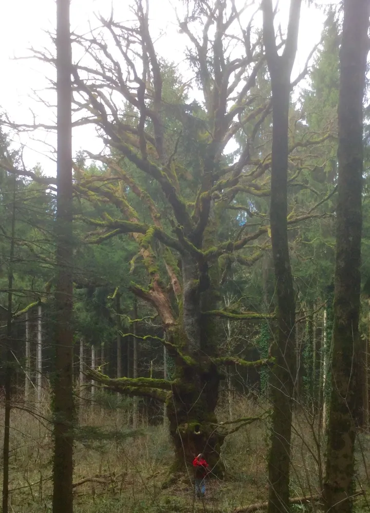 Le vieux chêne d'Oberlarg