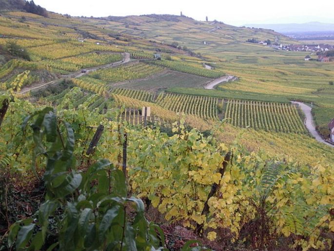 Le vignoble alsacien a été un des piliers de son économie au Moyen Age