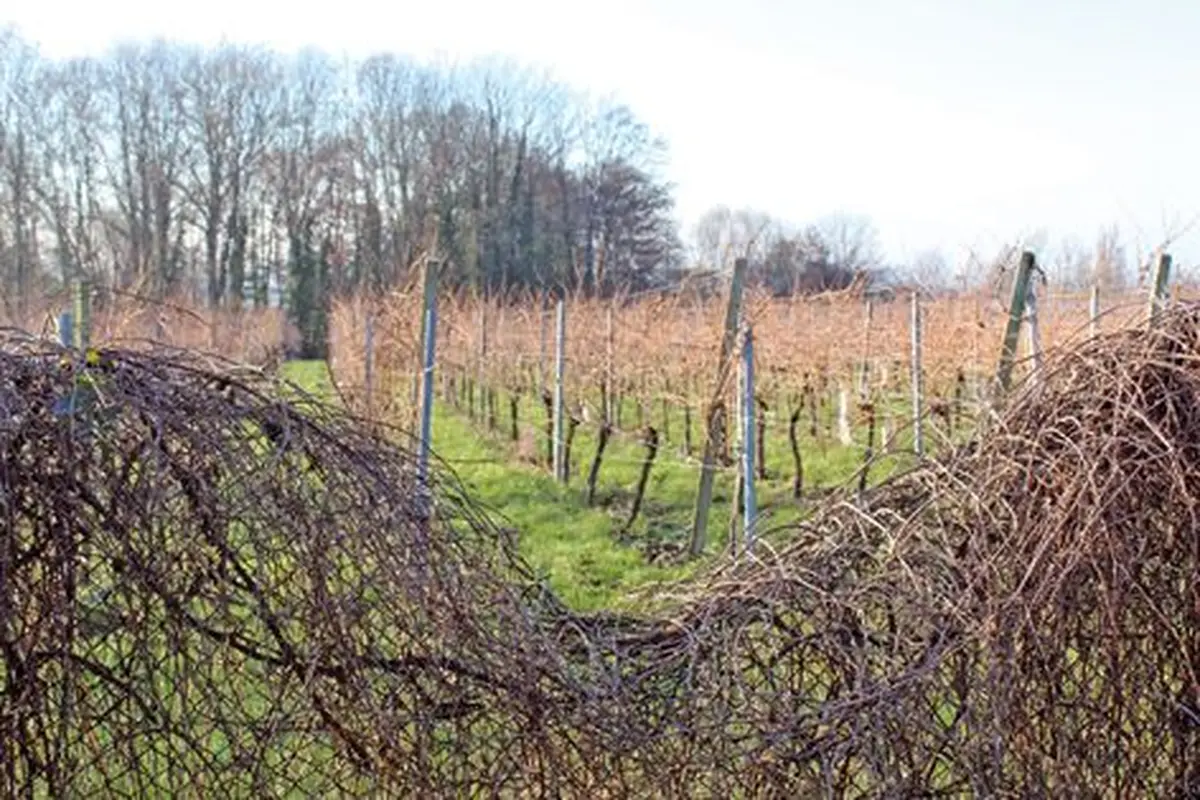 Le vignoble Tony Troxler
