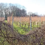Escapade au Rebberg, le Mulhouse des riches industriels