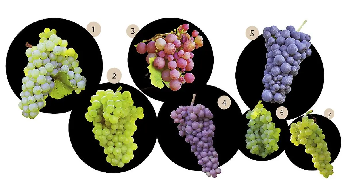 Amusez-vous à distinguer les sept cépages alsaciens !