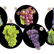 Le Vin d\'Alsace enfin décrypté : les sept cépages alsaciens