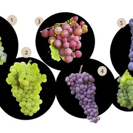 Le Vin d'Alsace enfin décrypté : les sept cépages alsaciens