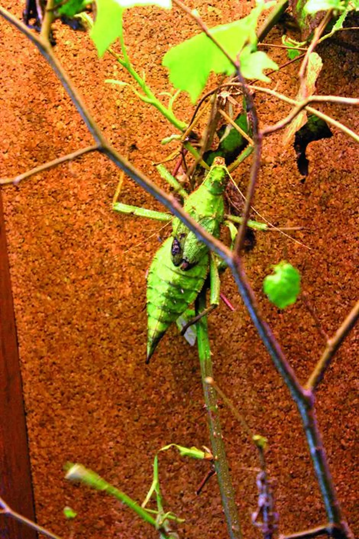 Le Vivarium du Moulin à Lautenbach-Zell