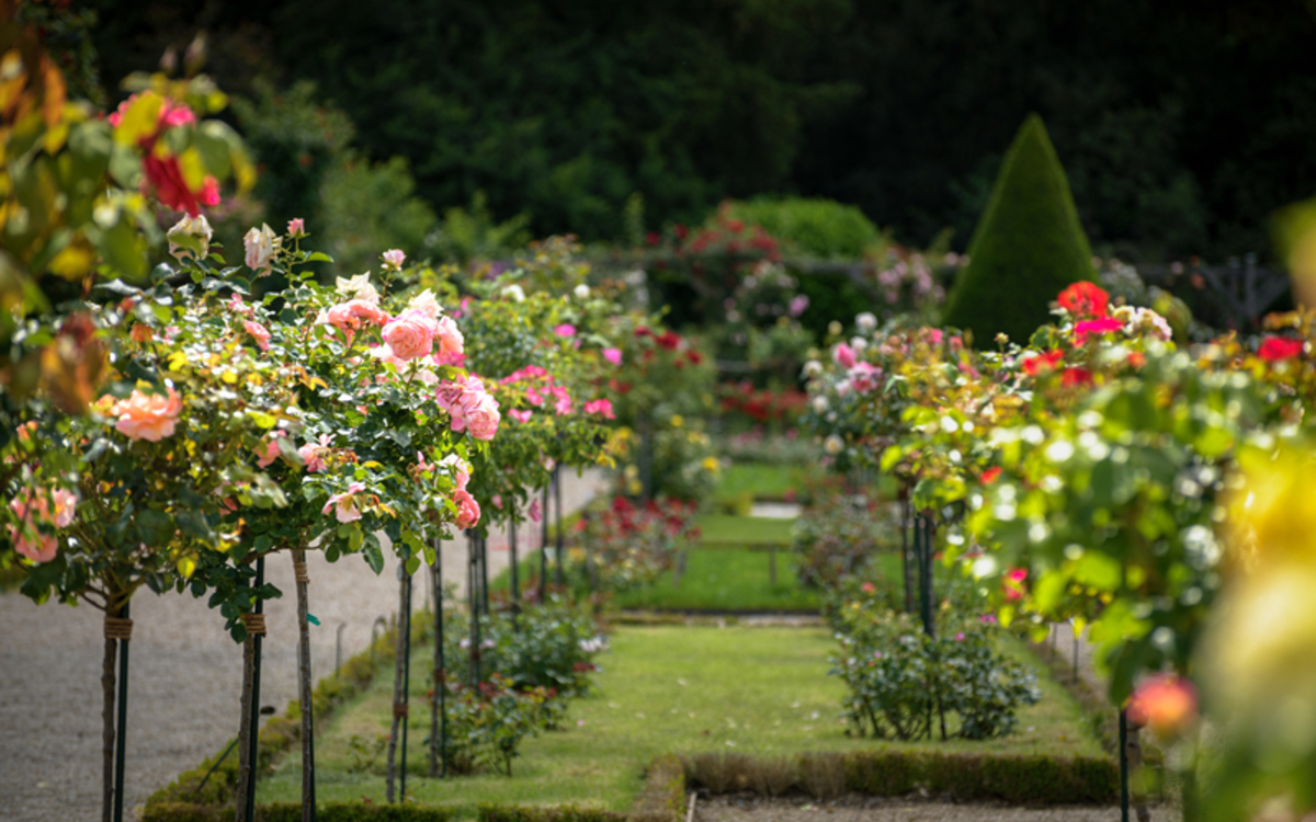Le Week-end de la rose à Bagatelle