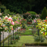 Le Week-end de la rose à Bagatelle