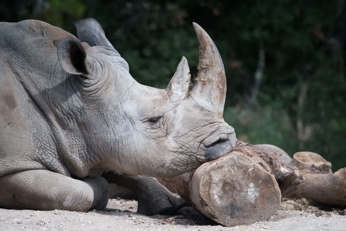 Le zoo de Montpellier ferme pendant 29 mois : voici ce qui va complètement changer