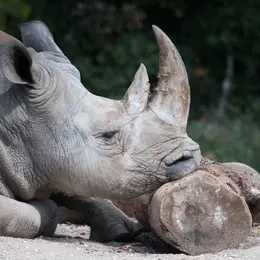 Le zoo de Montpellier ferme pendant 29 mois : voici ce qui va complètement changer