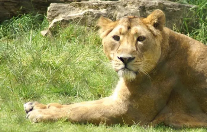 Une lionne d\'Asie au Zoo de Mulhouse
