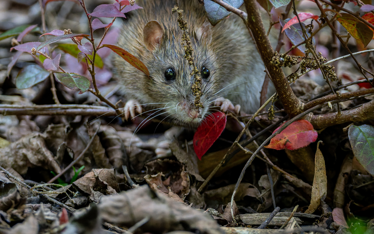 Lecture Nature : animaux mal-aimés