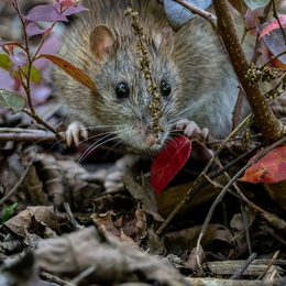 Lecture Nature : animaux mal-aimés