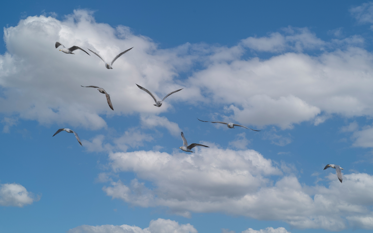 Lecture Nature : Dans le ciel