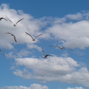 Lecture Nature : Dans le ciel