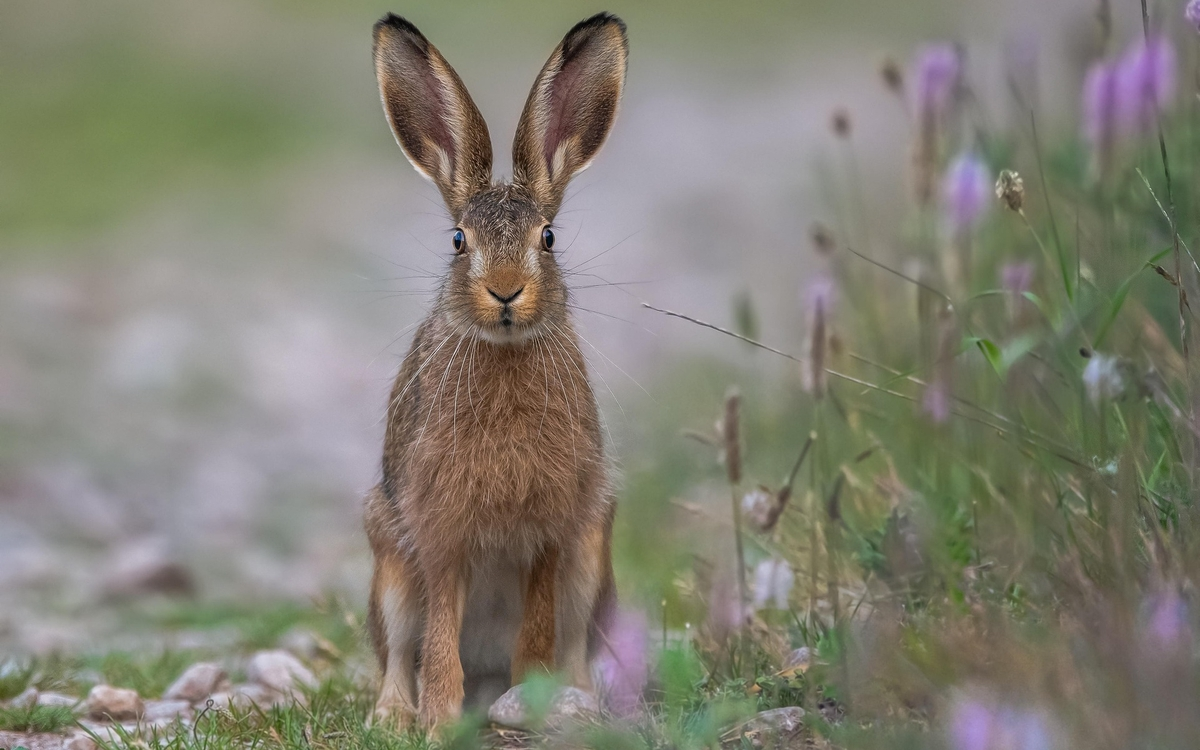 Lecture Nature : Histoires à grandes oreilles