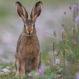 Lecture Nature : Histoires à grandes oreilles