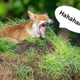 Lecture Nature : Humour sauvage