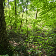 Lecture Nature : la forêt