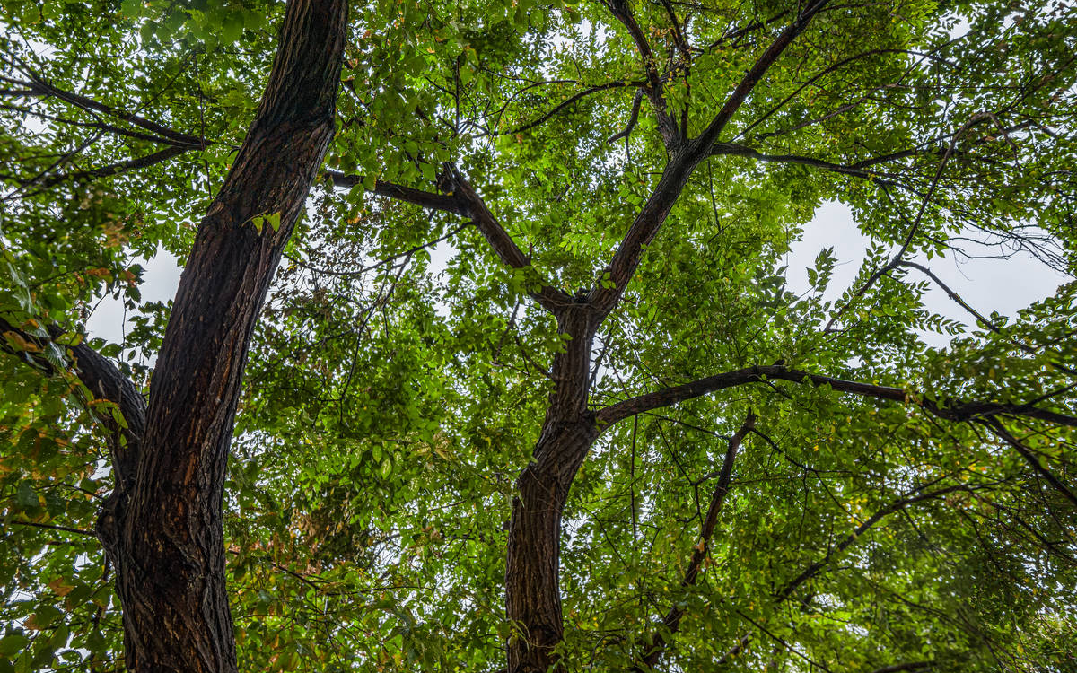 Lecture Nature : le Monde de l'Arbre