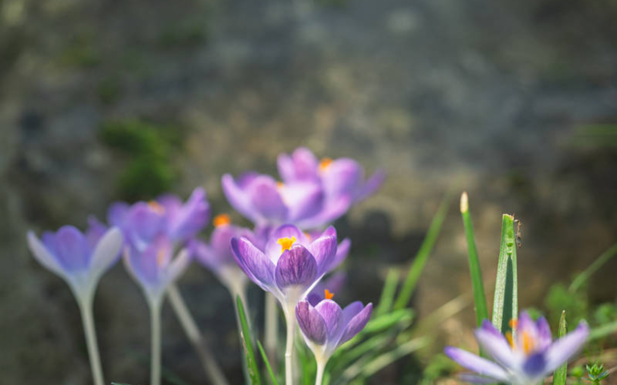 Lecture Nature : le printemps est là !