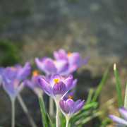 Lecture Nature : le printemps est là !
