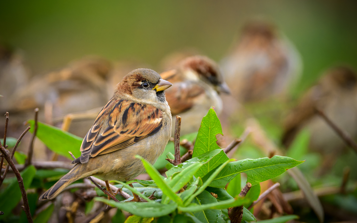 Lecture Nature : oiseaux