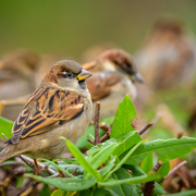 Lecture Nature : oiseaux