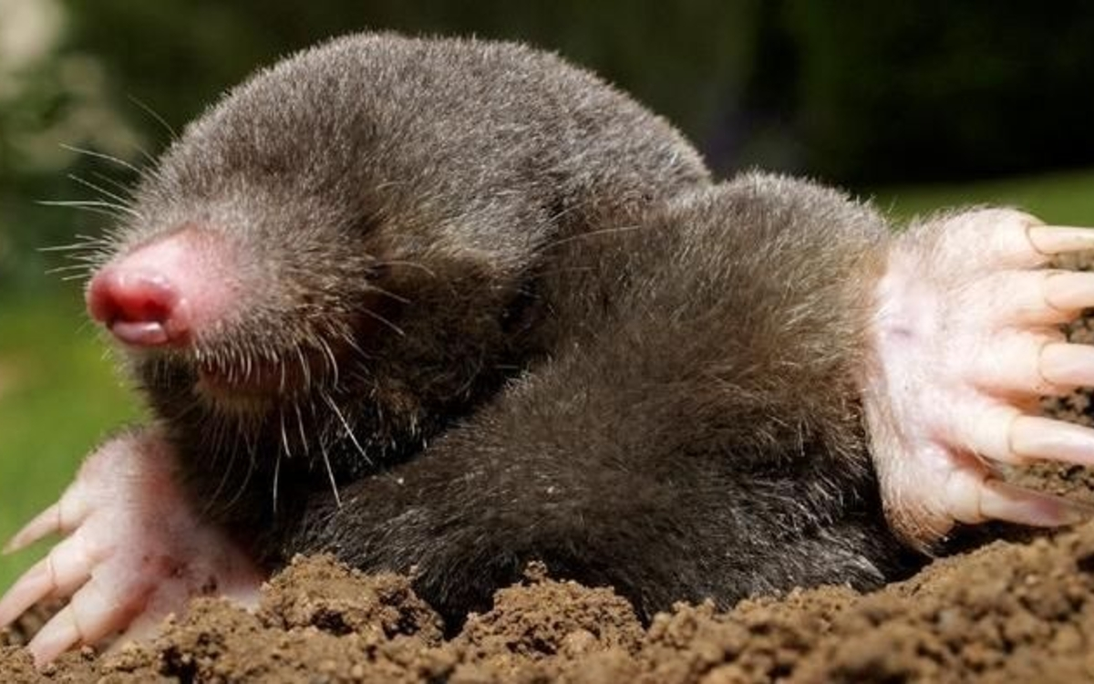 Lecture Nature : Taupe et Blaireau