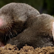 Lecture Nature : Taupe et Blaireau