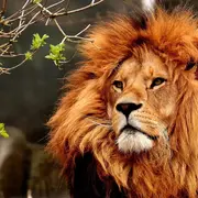 Les 10 plus beaux zoos de France à visiter en 2026 : pandas géants, safaris en voiture et nuits face aux loups