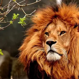 Les 10 plus beaux zoos de France à visiter en 2026 : pandas géants, safaris en voiture et nuits face aux loups